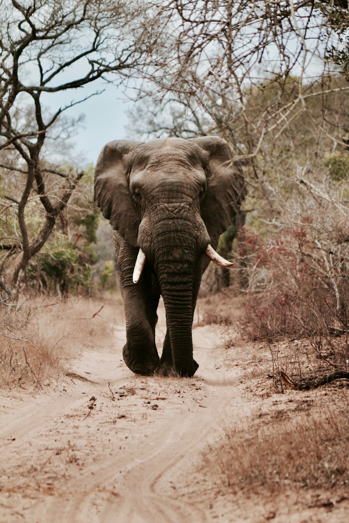 Building Resilient Ecosystems: Success Stories